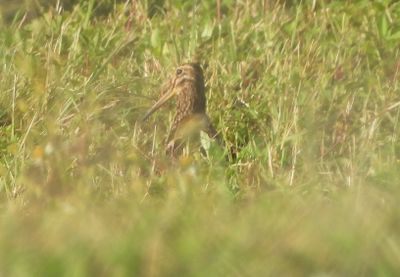 SWINHOE'S SNIPE