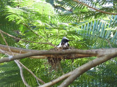 BLACK NODDY (on nest)