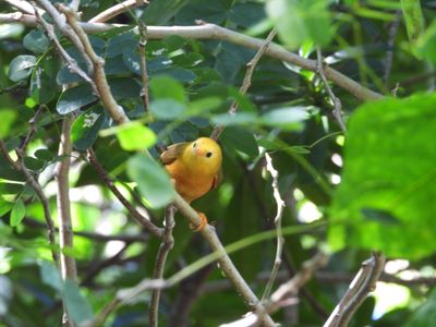GOLDEN WHITE-EYE