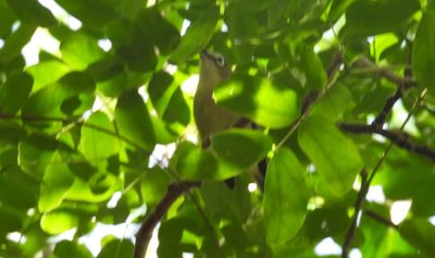 BRIDLED WHITE-EYE
