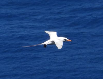 RED-TAILED TROPICBIRD