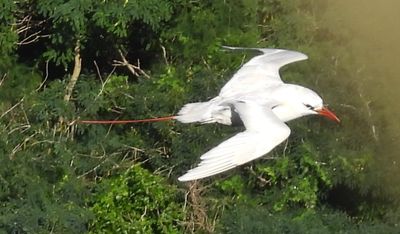 RED-TAILED TROPICBIRD