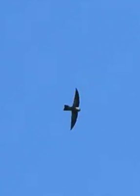 SWIFTS
