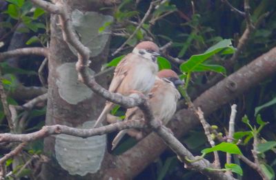 EURASIAN TREE SPARROW (pair)