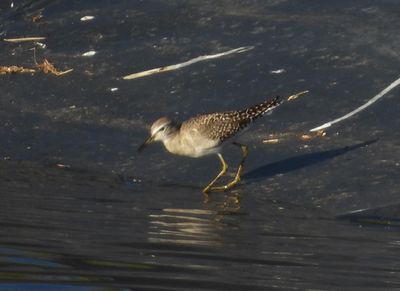 WOOD SANDPIPER (basic)