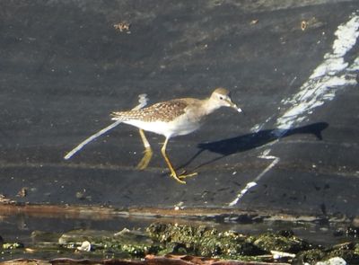 WOOD SANDPIPER (basic)