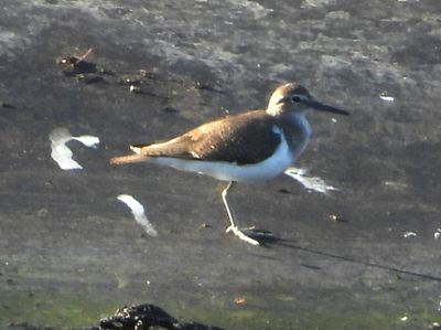 COMMON SANDPIPER (basic)