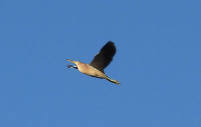 YELLOW BITTERN