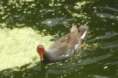 EURASIAN MOORHEN