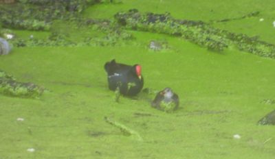 EURASIAN MOORHEN (adult with juv)
