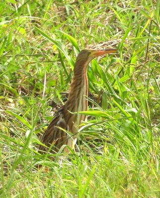 YELLOW BITTERN