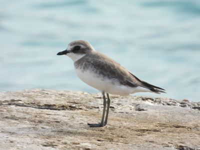 SHOREBIRDS