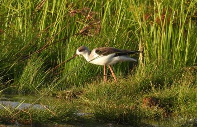 BLACK-WINGED STILT