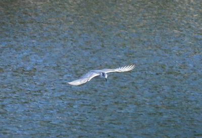 WHISKERED TERN (basic)