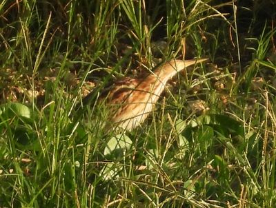 YELLOW BITTERN