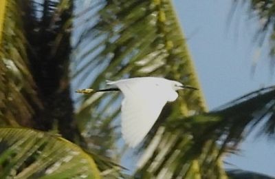 LITTLE EGRET