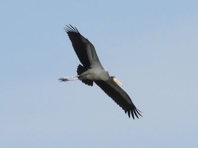 STORKS