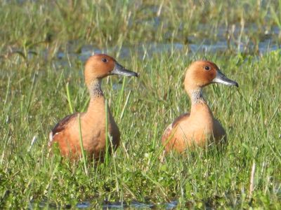 FULVOUS WHISTLING-DUCK