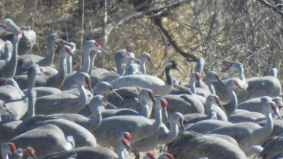 COMMON CRANE