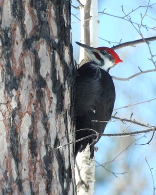 WOODPECKERS