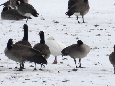 SNOW GOOSE (with Canada Geese)
