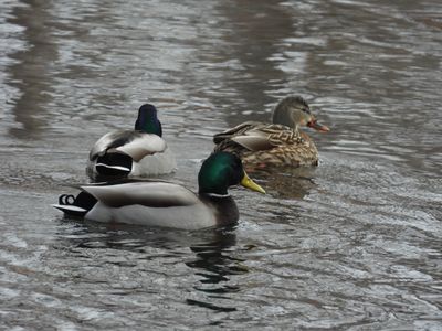 g13/83/612483/3/175161026.472c84a0.JPEG