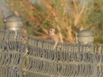 RUDDY GROUND DOVE (female)