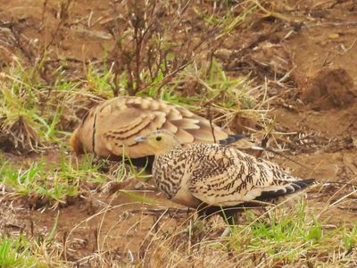 CHESTNUT-BELLIED SANDGROUSE (pair)