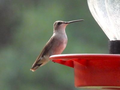 BLACK-CHINNED HUMMINGBIRD (female)