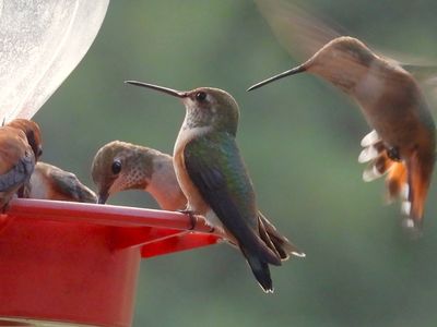 BROAD-TAILED HUMMINGBIRD (female type)