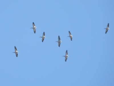 AMERICAN WHITE PELICAN