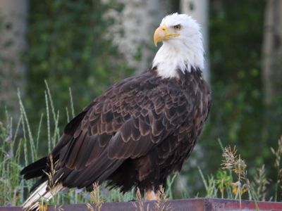 BALD EAGLE
