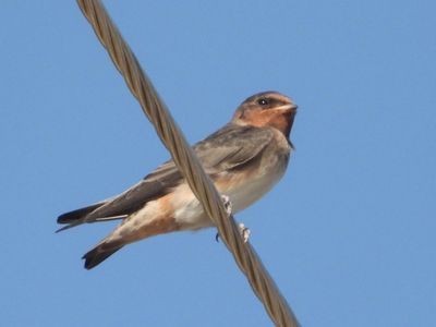 SWALLOWS