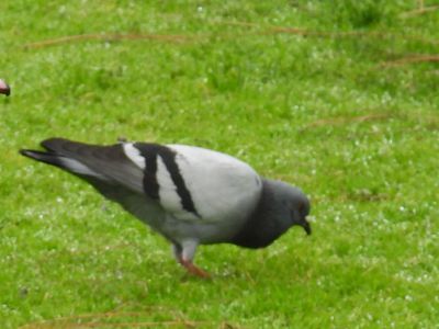 ROCK PIGEON