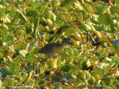 YELLOW-BREASTED CRAKE
