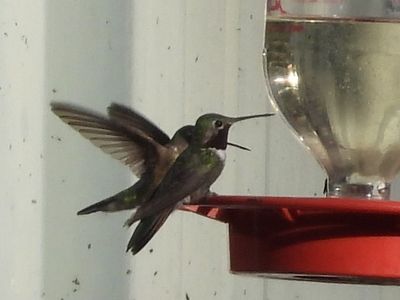 BROAD-TAILED HUMMINGBIRD