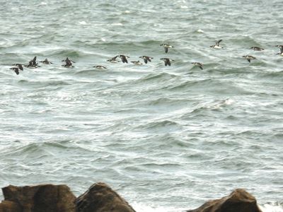 RAZORBILL