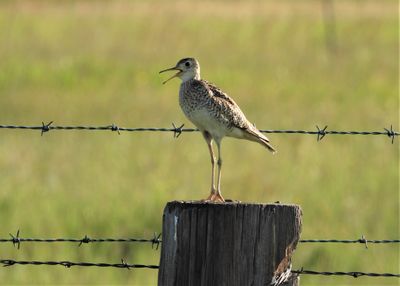 UPLAND SANDPIPER