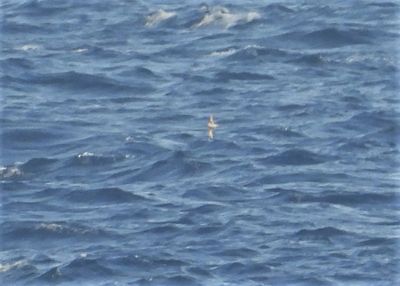 FORK-TAILED STORM-PETREL