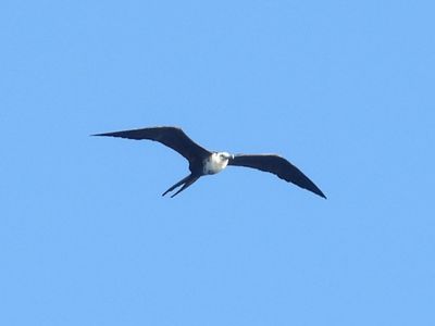 MAGNIFICENT FRIGATEBIRD 