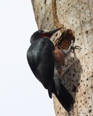 PUERTO RICAN WOODPECKER