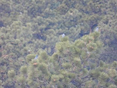 PINYON JAY