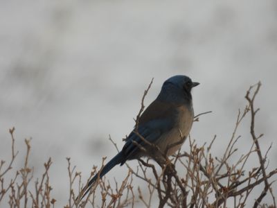 WOODHOUSE'S SCRUB-JAY