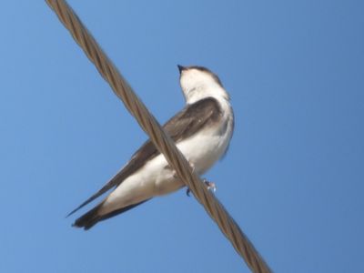 TREE SWALLOW