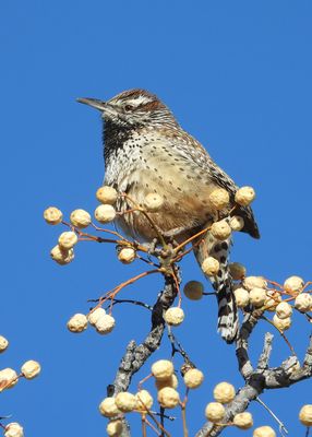 WRENS