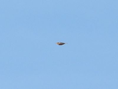 SMITH'S LONGSPUR