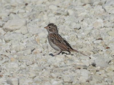 BREWER'S SPARROW (juv)