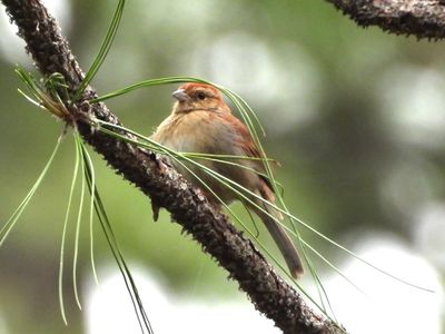 BACHMAN'S SPARROW