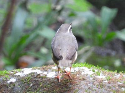 LOUISIANA WATERTHRUSH