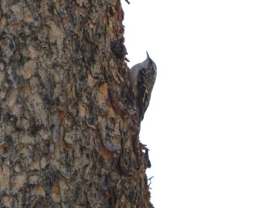 BROWN CREEPER